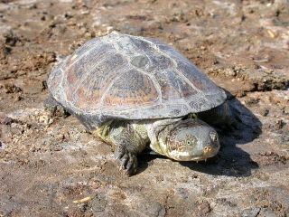 Turkana mud turtle httpsstaticinaturalistorgphotos667290large