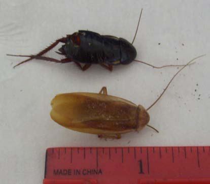 Turkestan cockroach Turkestan Cockroaches What39s That Bug