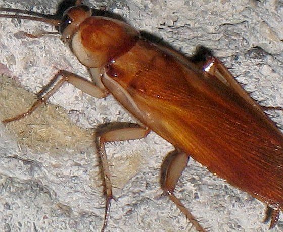 Turkestan cockroach Turkestan Cockroach Shelfordella lateralis BugGuideNet