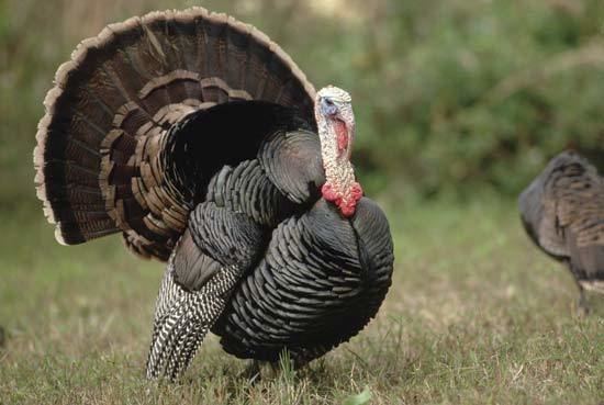 Turkey (bird) turkey bird Britannicacom