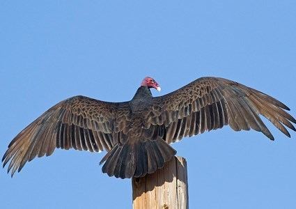 Turkey vulture Turkey Vulture Identification All About Birds Cornell Lab of