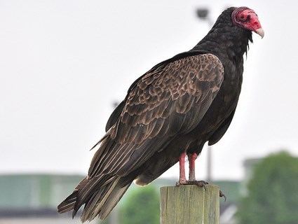 Turkey vulture httpswwwallaboutbirdsorgguidePHOTOLARGEtu