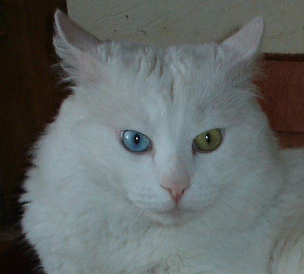 Turkish Angora Turkish Angora Wikipedia