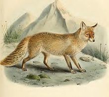 Turkmenian fox httpsuploadwikimediaorgwikipediacommonsthu