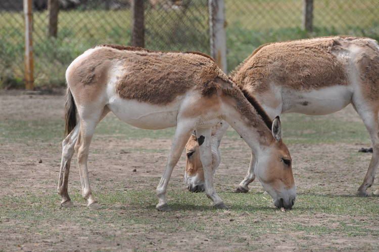 Turkmenian kulan Turkmenian wild asskulan Equus hemionus kulan ZooChat