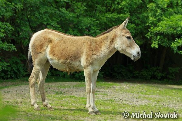 Turkmenian kulan Image Equus hemionus kulan Turkmenian Kulan BioLibcz