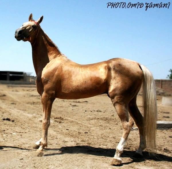 Turkoman horse httpssmediacacheak0pinimgcom736x575490
