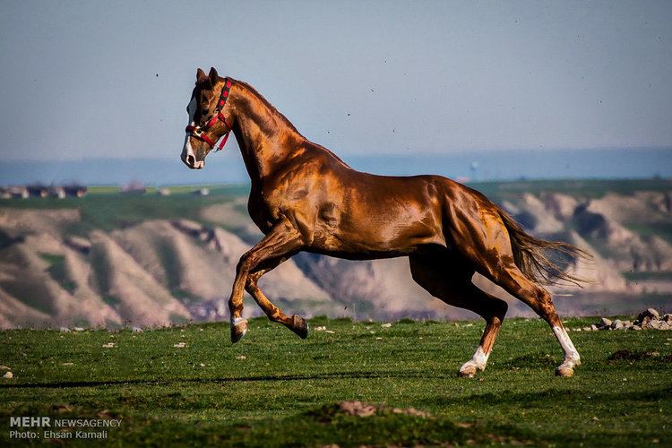 Turkoman horse The Turkoman Horse IFP News