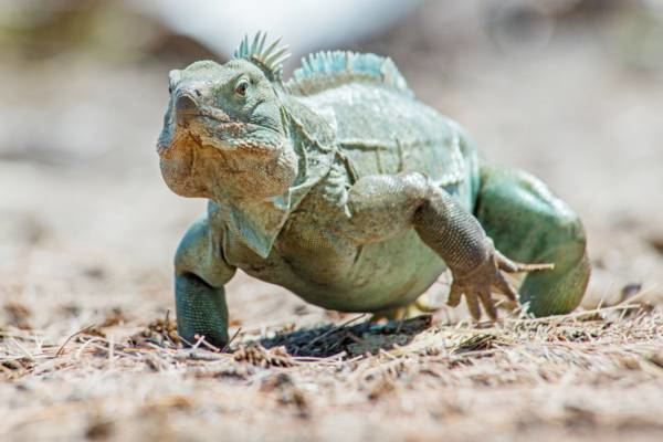 Turks and Caicos rock iguana Turks and Caicos Islands Rock Iguana Visit Turks and Caicos Islands