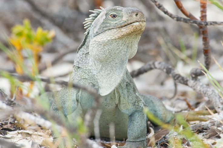 Turks and Caicos rock iguana Little Water Cay Iguana Island Turks and Caicos Tourism Official