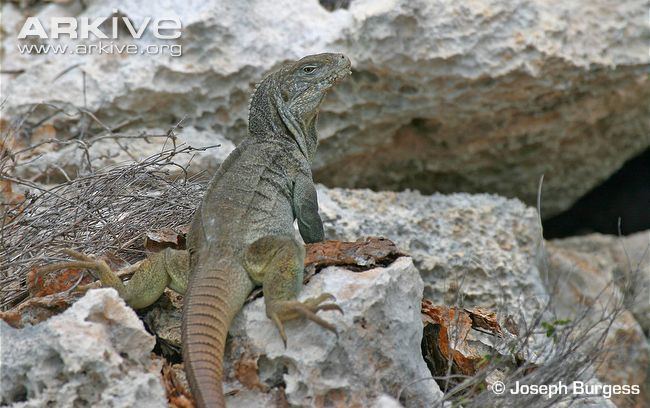 Turks and Caicos rock iguana cdn1arkiveorgmedia6B6B5FB6F599554304A577B