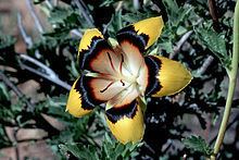 Turnera oculata httpsuploadwikimediaorgwikipediacommonsthu