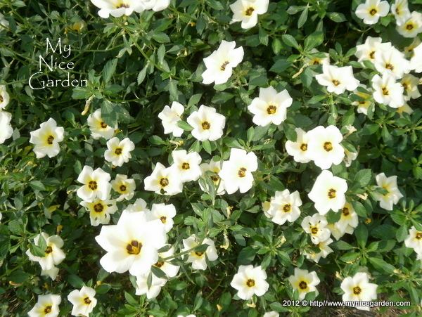 Turnera subulata My Nice Garden Turnera subulata White Alder Wildflower of Malaysia