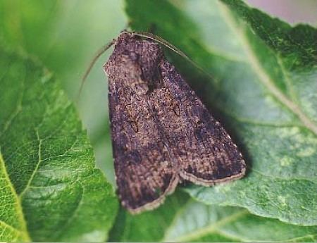 Turnip moth Turnip Moth Agrotis segetum UKMoths