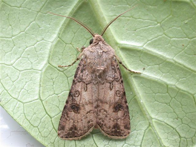 Turnip moth Turnip Moth Agrotis segetum UKMoths