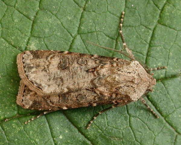 Turnip moth The Moths of Suffolk 2087 Turnip Moth Agrotis segetum Denis