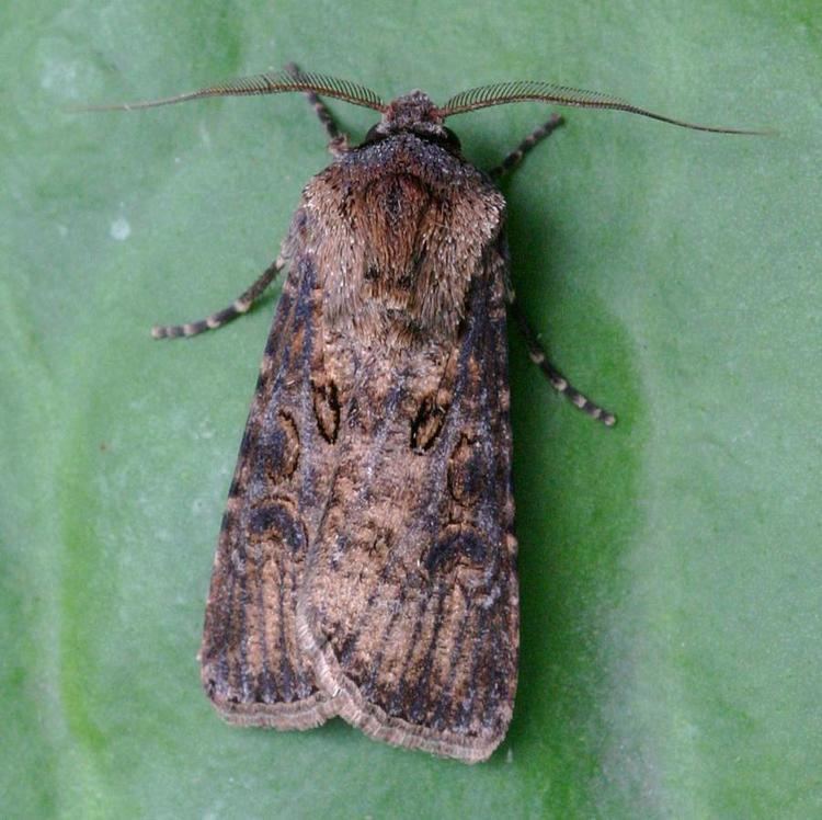 Turnip moth Turnip Moth Agrotis segetum NatureSpot