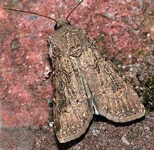 Turnip moth httpsuploadwikimediaorgwikipediacommonsthu