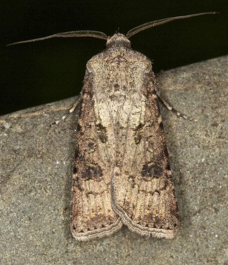 Turnip moth 73319 Turnip Moth Agrotis segetum Co Louth