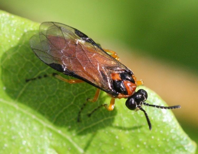 Turnip sawfly Turnip Sawfly Athalia rosae NatureSpot