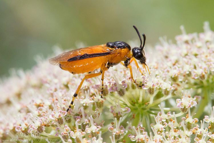 Turnip sawfly - Alchetron, The Free Social Encyclopedia