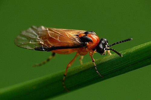 Turnip sawfly Turnip Sawfly Turnip Sawfly Athalia rosae Badby Wood No Flickr