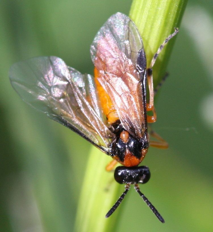 Turnip sawfly Turnip Sawfly Athalia rosae NatureSpot