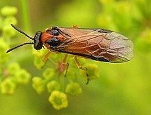 Turnip sawfly httpsuploadwikimediaorgwikipediacommonsthu