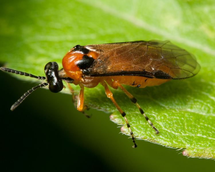 Turnip sawfly Turnip Sawfly Athalia rosae Another shot of one of the T Flickr