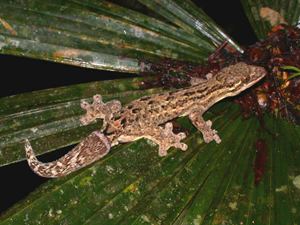 Turnip-tailed gecko The Turniptailed Gecko Thecadactylus rapicauda Kaieteur News