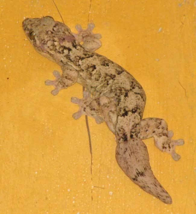 Turnip-tailed gecko tailed Gecko THECADACTYLUS RAPICAUDUS