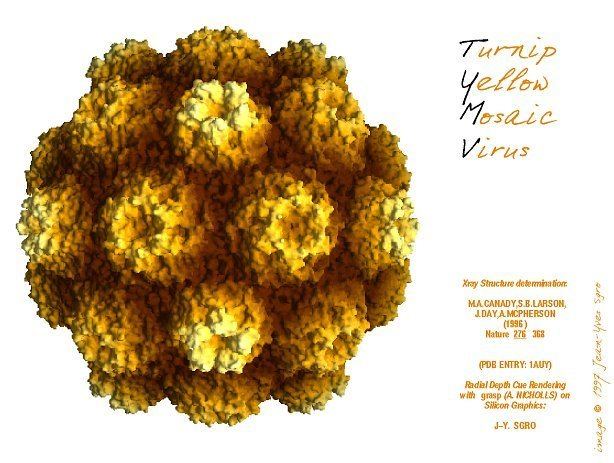Turnip yellow mosaic virus Virusworld Turnip Yellow Mosaic Virus