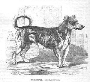 Turnspit dog Turnspit dog Wikipedia