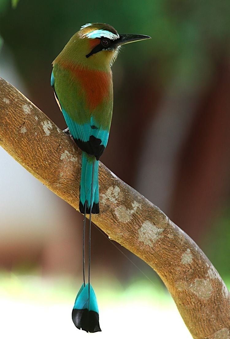 Turquoise-browed motmot 17 Best images about Motmot bird blue crowned turquoise browed