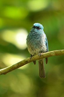 Turquoise flycatcher httpsuploadwikimediaorgwikipediacommonsthu