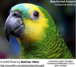 Turquoise-fronted amazon Bluefronted Amazon Parrot or Turquoisefronted Amazon