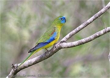 Turquoise parrot Turquoise Parrot Neophema pulchella Planet of Birds