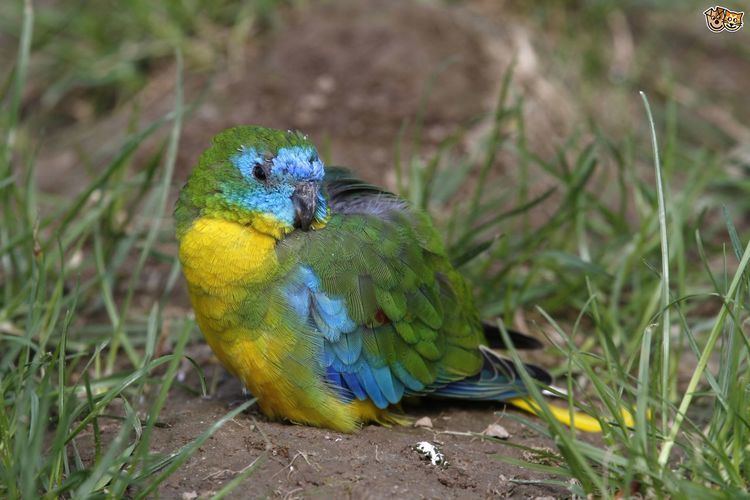 Turquoise parrot Turquoise Parrot Pets4Homes