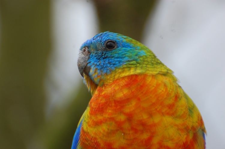 Turquoise parrot Turquoise parrot Twycross Zoo