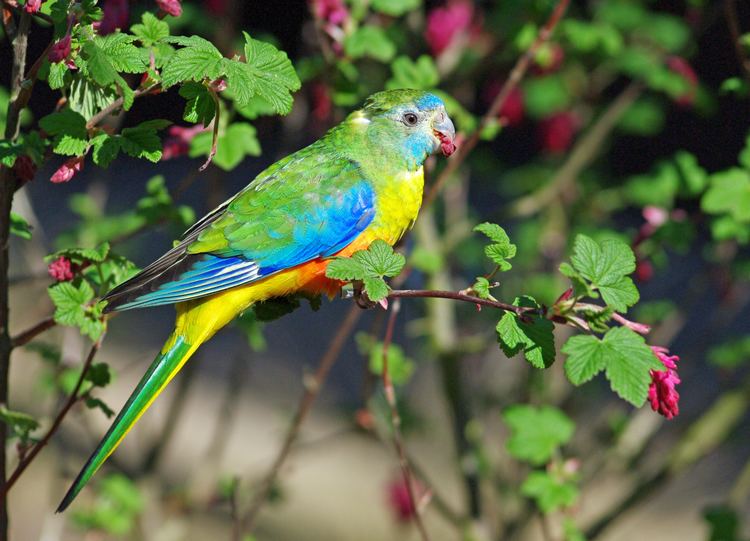 Turquoise parrot Turquoise parrot Twycross Zoo