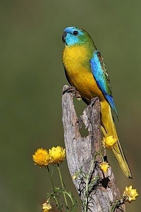 Turquoise parrot wwwbirdlifeorgauimagessizedimagesuploadsbi