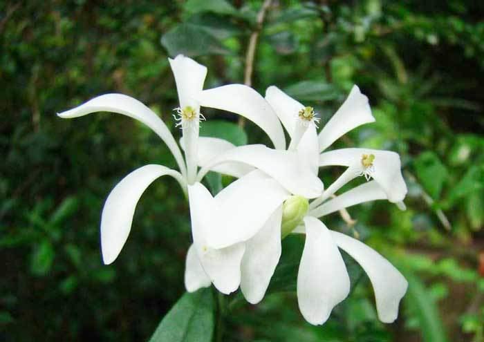Turraea Turraea obtusifolia