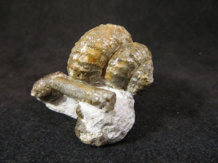 Turrilites Hungarian Heteromorph Ammonite