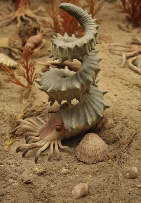 Turrilitidae Replica of a turrilitidae ammonite is from the Cretaceous Seas