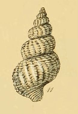 Turrisipho fenestratus