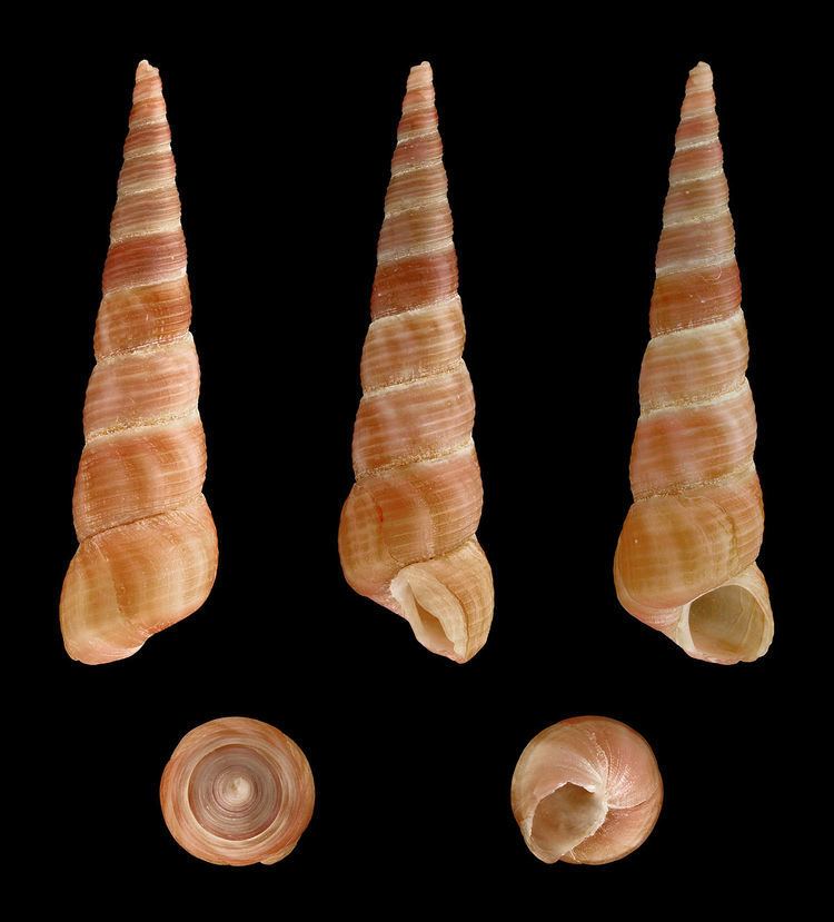 Turritella communis - Alchetron, The Free Social Encyclopedia