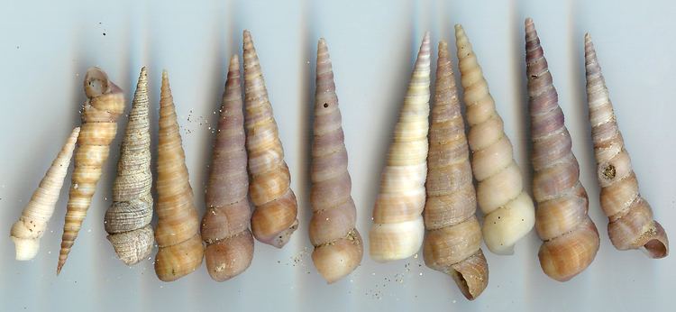 Turritella communis - Alchetron, The Free Social Encyclopedia