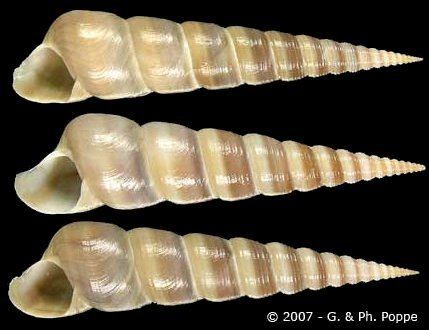 Turritella Shell Catalogue Family TURRITELLIDAE