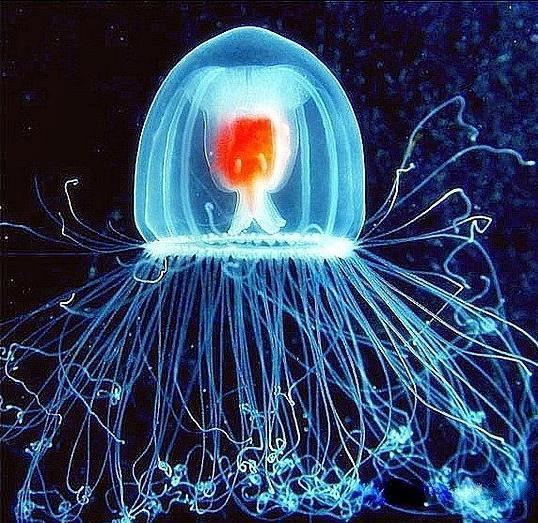 Turritopsis Turritopsis Nutricula The Immortal Jellyfish SiOWfa15 Science in