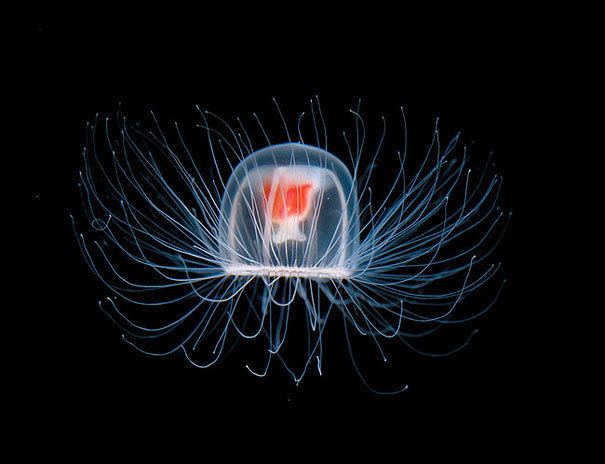 Turritopsis Immortal Jellyfish The Only Known Species Known to Live Forever
